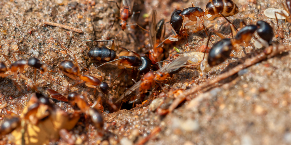 Termites: Silent Destroyers - SMARTSENZ®