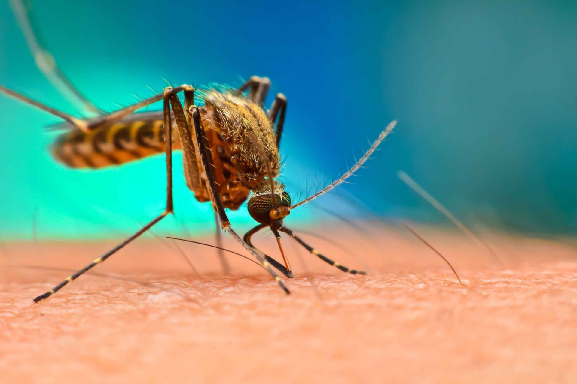 November 2019: Let’s talk about Malaria - SMARTSENZ®