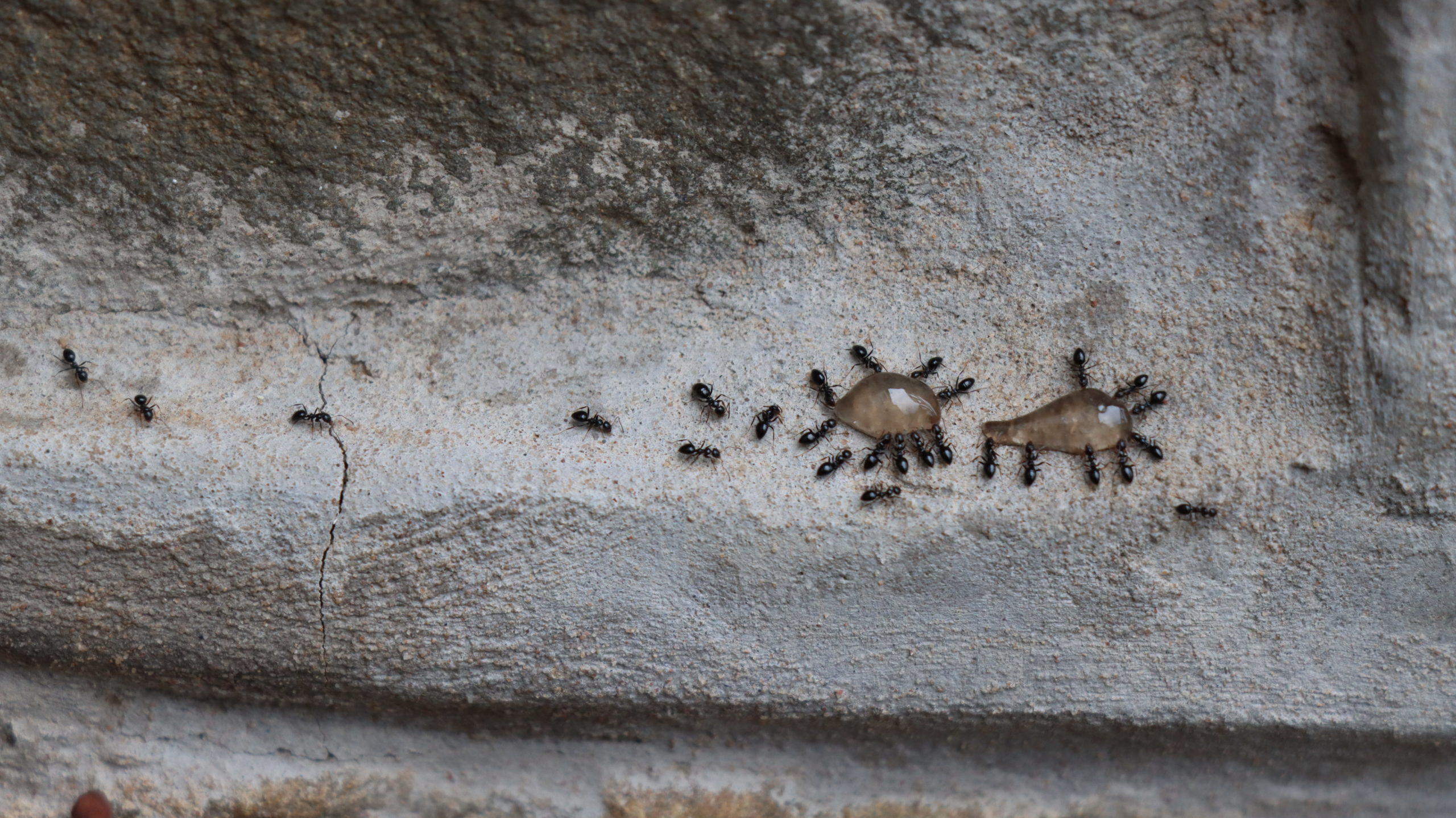 Ants eating gel baits