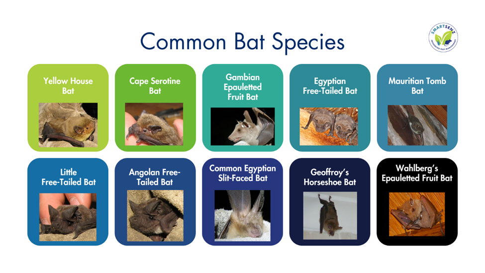 Common Bat Species in South Africa