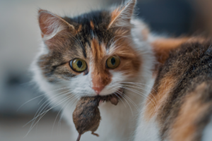 Cat with mouse in mouth