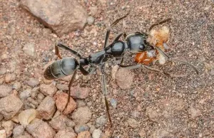 A Matabele Ant