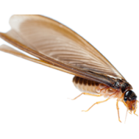 Termite